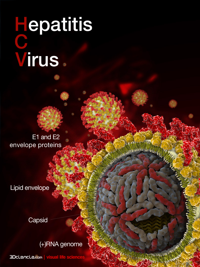 hcv-hepatitis-c-virus-hepacivirus-dengue-infection-flaviviridae-flavovirus-positive-rna-enveloped-capsid-virion