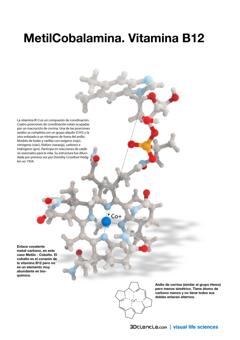 La vitamina B12 es un compuesto de coordinación. Cuatro posiciones de coordinación están ocupadas por un macrociclo de corrina. Una de las posiciones axiales se completa con un grupo alquilo (CH3) y la otra enlazado a un nitrógeno de fuera del anillo. Modelo de bolas y varillas con oxígeno (rojo), nitrógeno (cian), fósforo (naranja), carbono e hidrógeno (gris). Participa en reacciones de catálisis esenciales para la vida. Su estructura fue dilucidada por primera vez por Dorothy Crowfoot Hodgkin en 1954. 