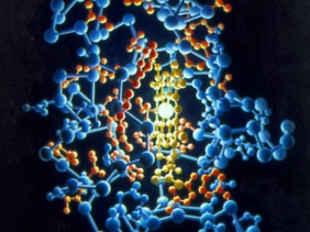 Ilustración del citocromo con su grupo hemo iluminado. 1988 HHMI irving Geis collection