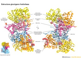 Estructura de la glucogeno fosforilasa de hígado . La glucógeno fosforilasa utiliza como cofactor para romper los enlaces 1-4 glucosidicos del glucógeno el piridoxal fosfato. La actividad de la fosforilasa se controla alostéricamente y mediante modificación covalente. El AMP activa la fosforilasa mientras que el ATP, el ADP y la glucosa-6-fosfato la inhiben. La enzima se presenta como homodímero. Los dímeros se asocian en un tetrámero para formar la enzima activa.