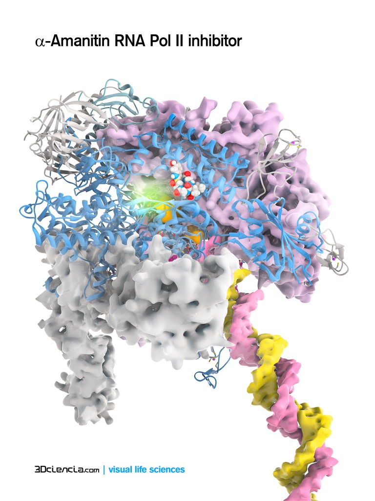 RNA Pol II dna polymerase inhibitor amanitin amanitina detalle