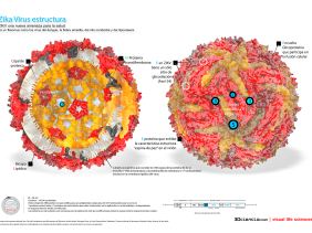 Zika capside virus particula cutaway panoramic flavivirus envuelta membrana estructura glicoproteína dengue