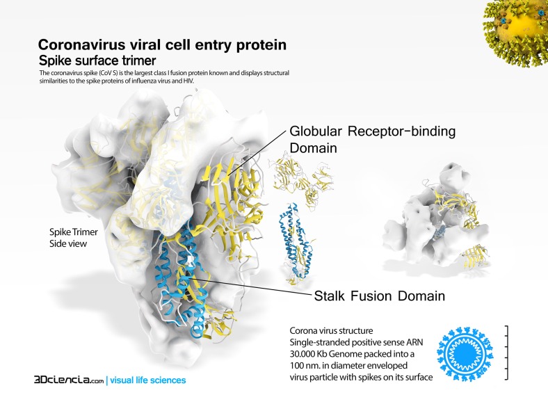 corona virus CoV espicula fusion union proteina-estructura SARS mers wuham 2019-nCoV 5XLR